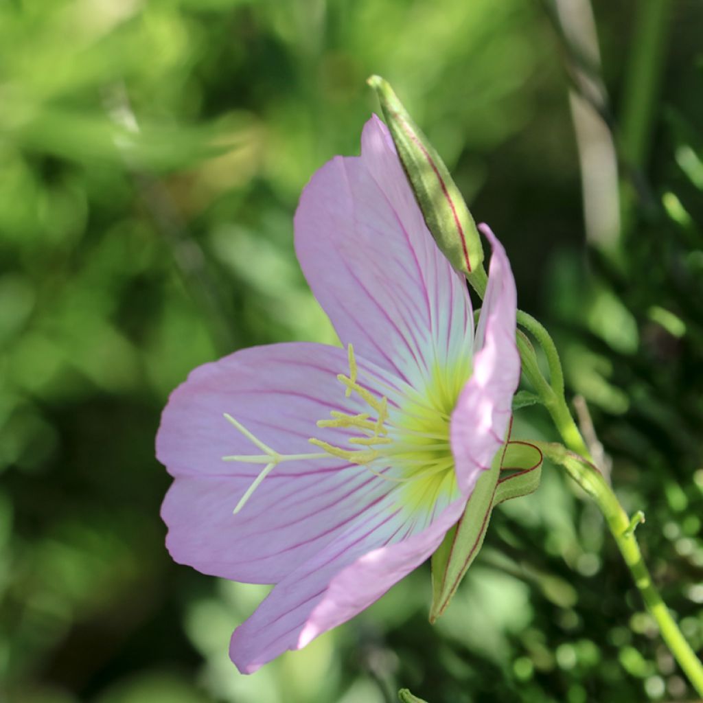 Oenothera speciosa Siskiyou - Weiße Nachtkerze