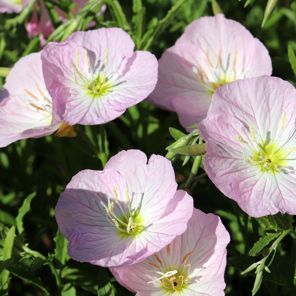 Oenothera speciosa Siskiyou - Weiße Nachtkerze