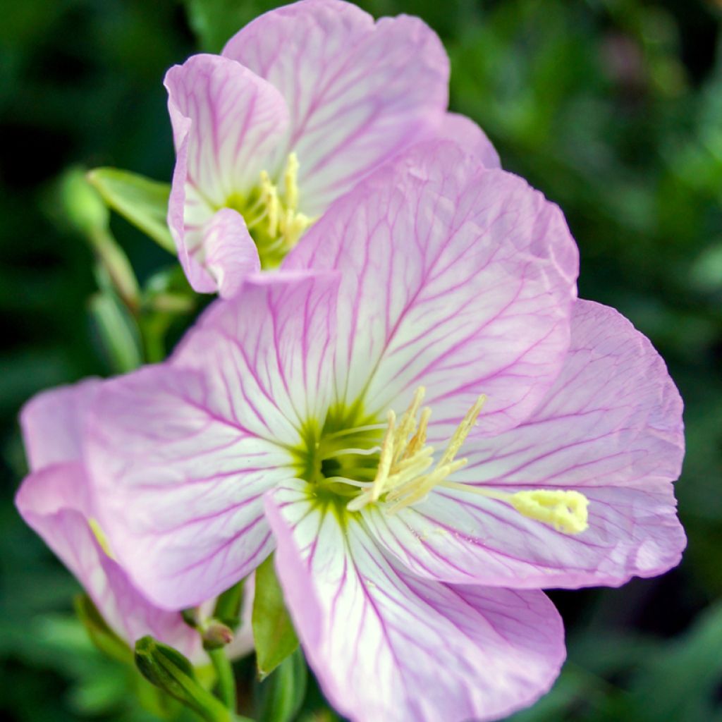 Oenothera speciosa Siskiyou - Weiße Nachtkerze