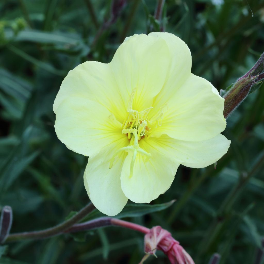 Oenothera stricta Sulphurea - Steife Nachtkerze