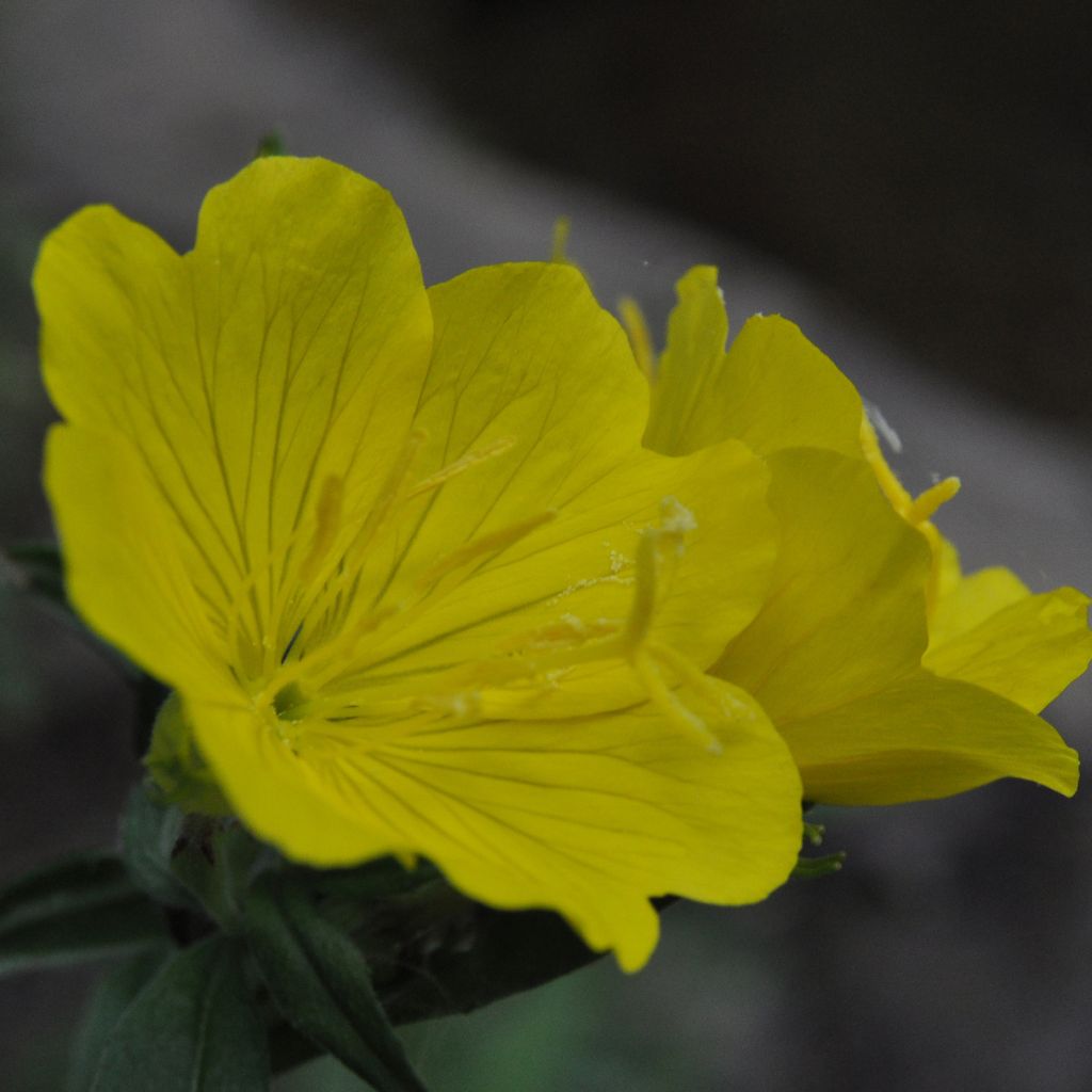 Oenothera tetragona - Nachtkerze