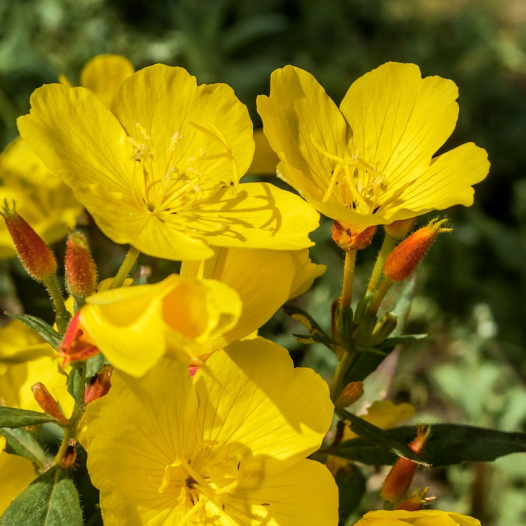 Oenothera tetragona - Nachtkerze