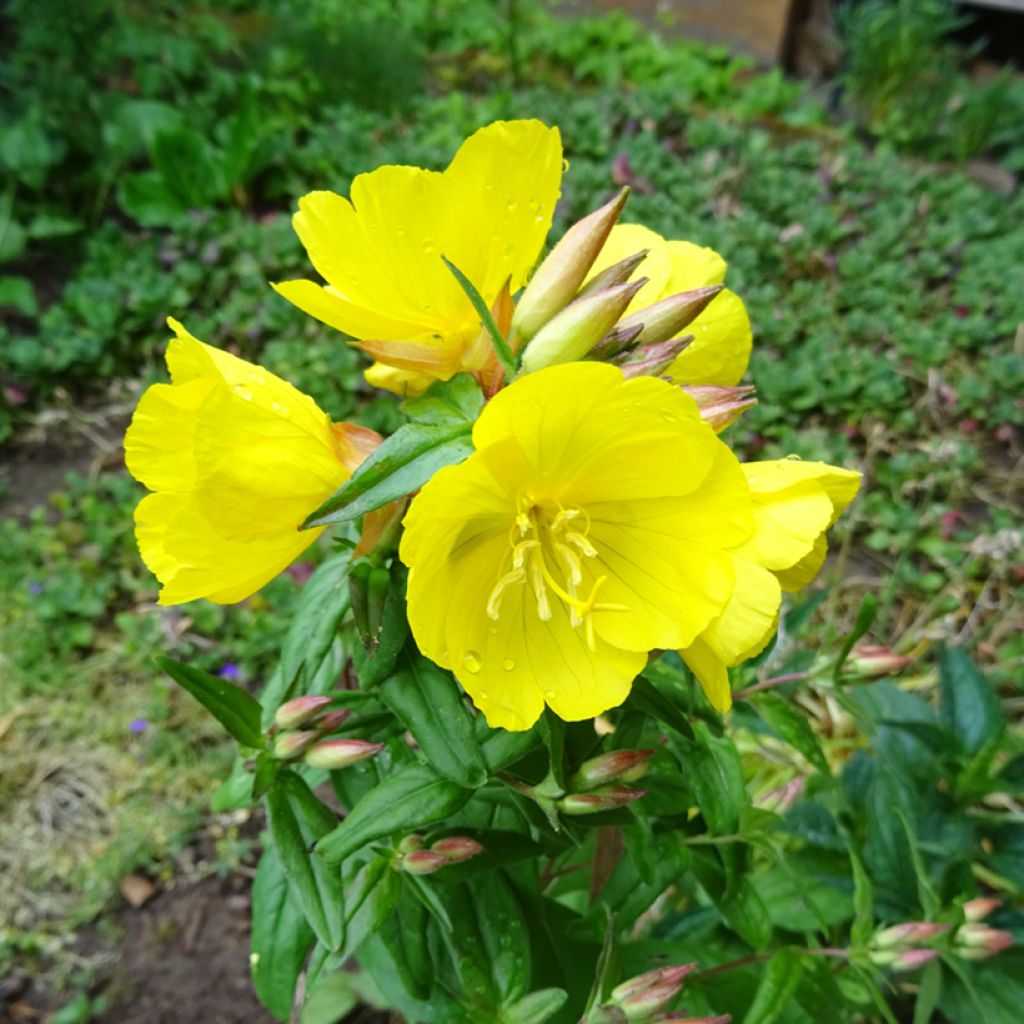 Oenothera tetragona - Nachtkerze