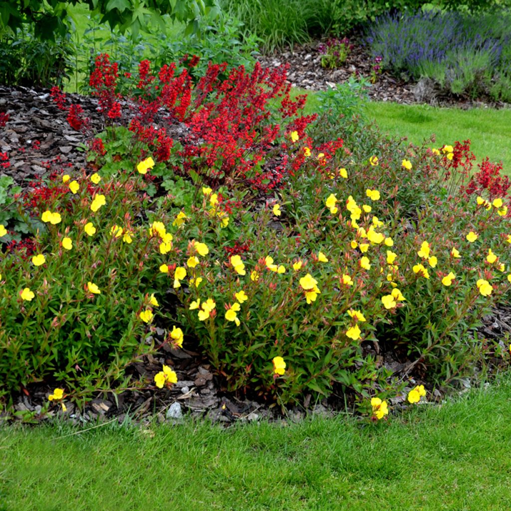 Oenothera tetragona - Nachtkerze