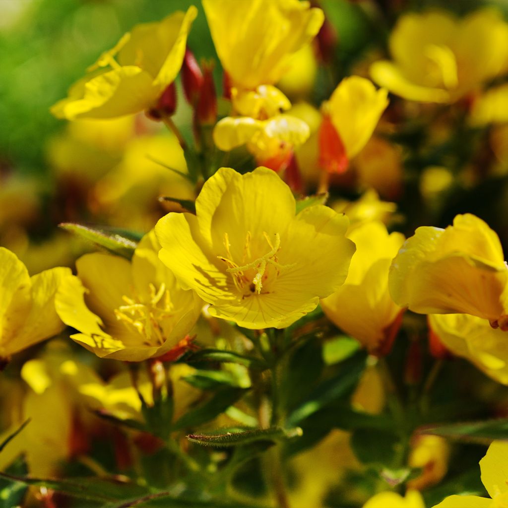 Oenothère, Oenothera Pénélope Hobhouse