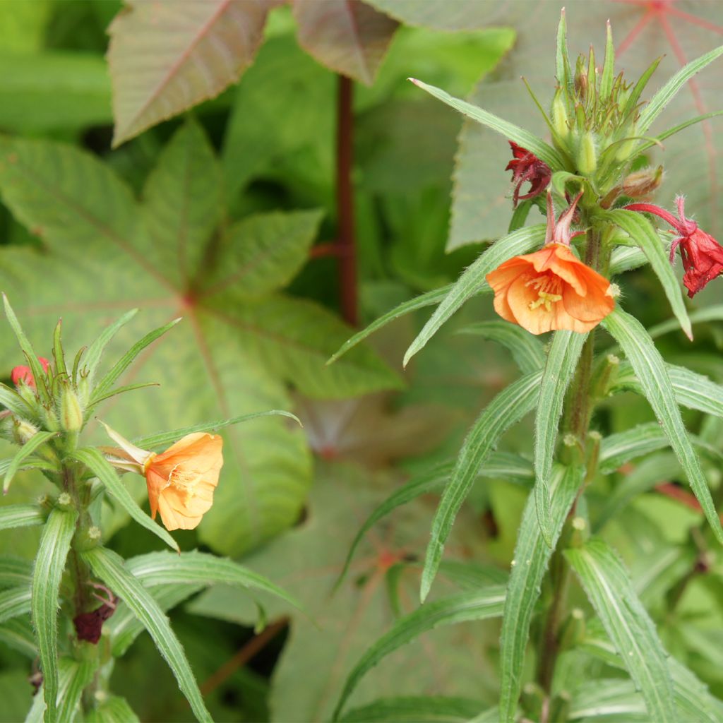 Oenothère, Oenothera versicolor Sunset Boulevard