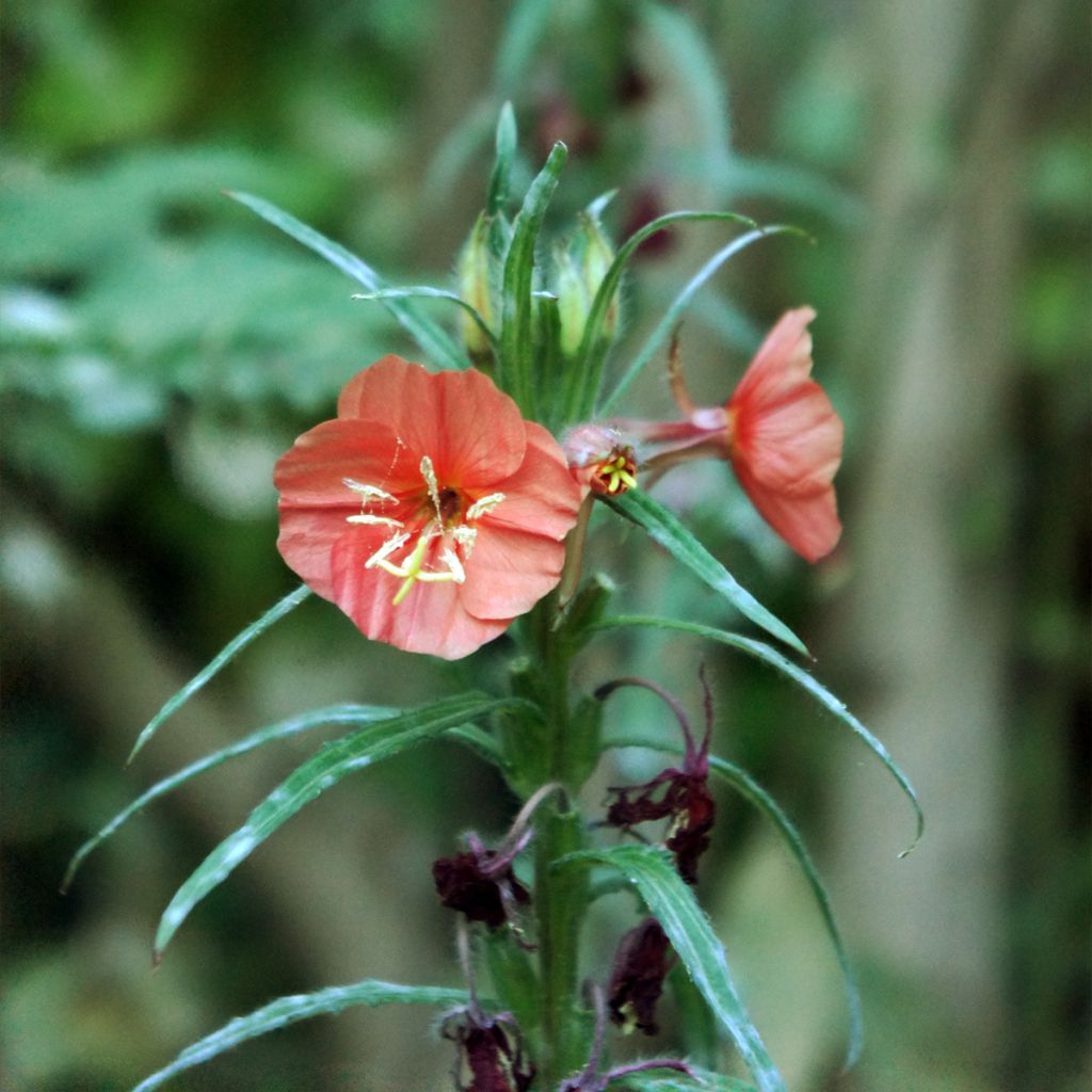 Oenothère, Oenothera versicolor Sunset Boulevard