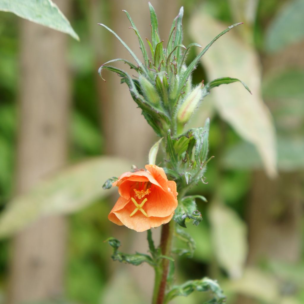 Oenothère, Oenothera versicolor Sunset Boulevard