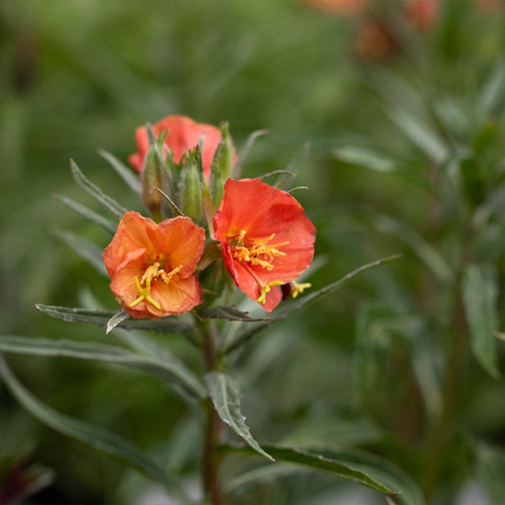 Oenothère, Oenothera versicolor Sunset Boulevard