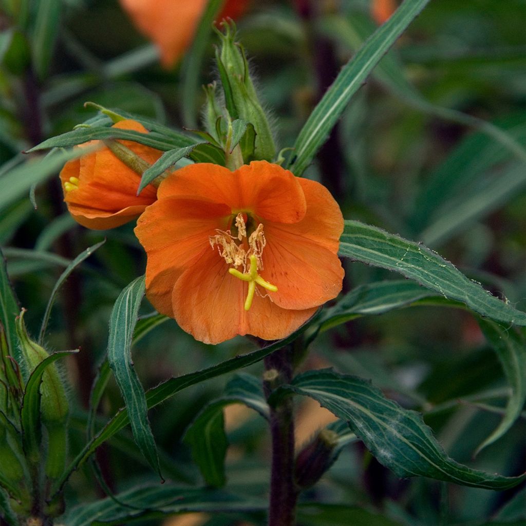 Oenothère, Oenothera versicolor Sunset Boulevard