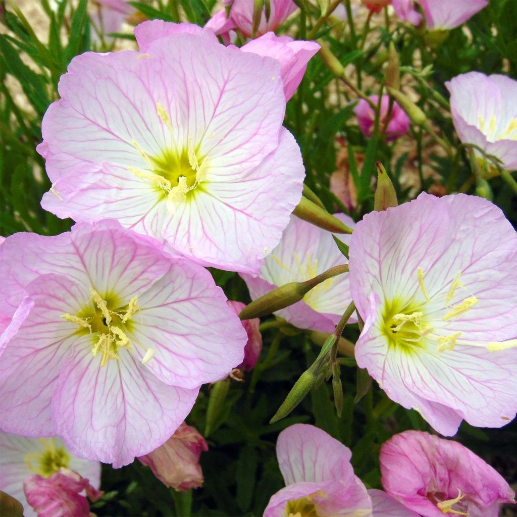 Oenothera speciosa Siskiyou - Weiße Nachtkerze