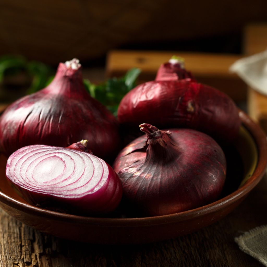 Küchen-Zwiebel Noordhollandse Bloerode