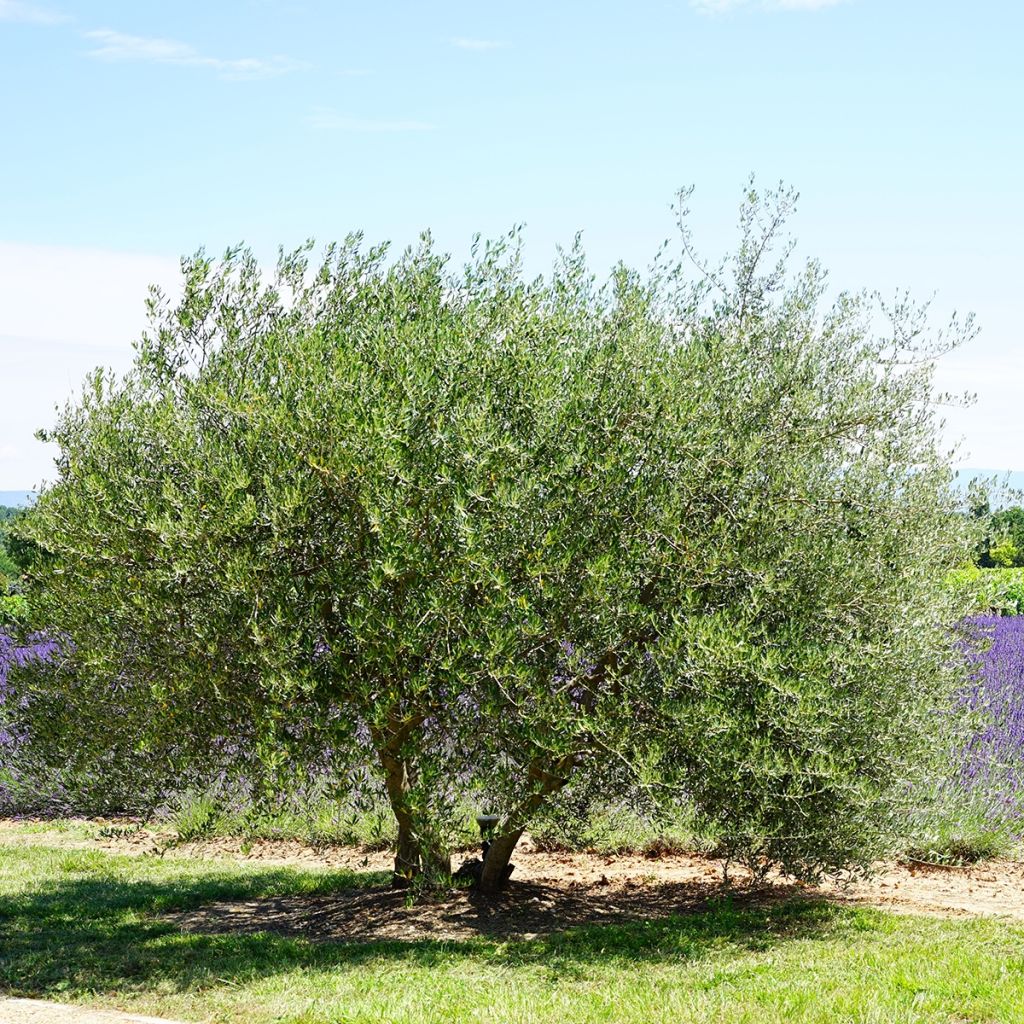 Ölbaum - Olea europaea