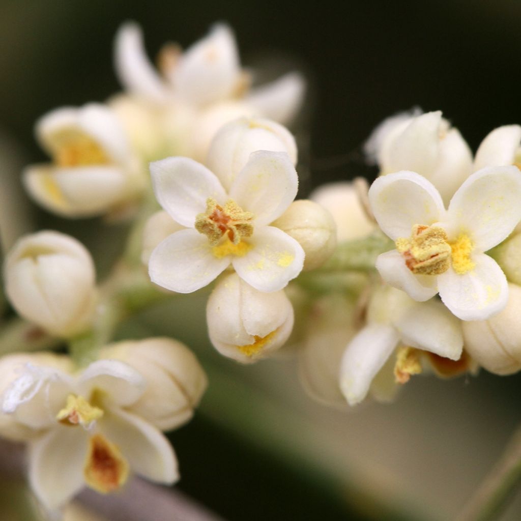 Ölbaum - Olea europaea