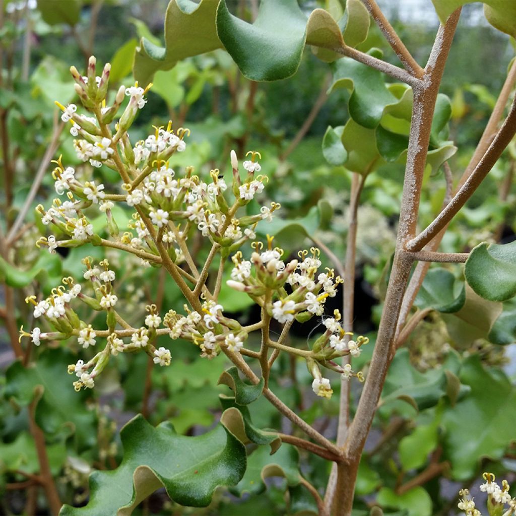 Olearia paniculata - Aster en arbre