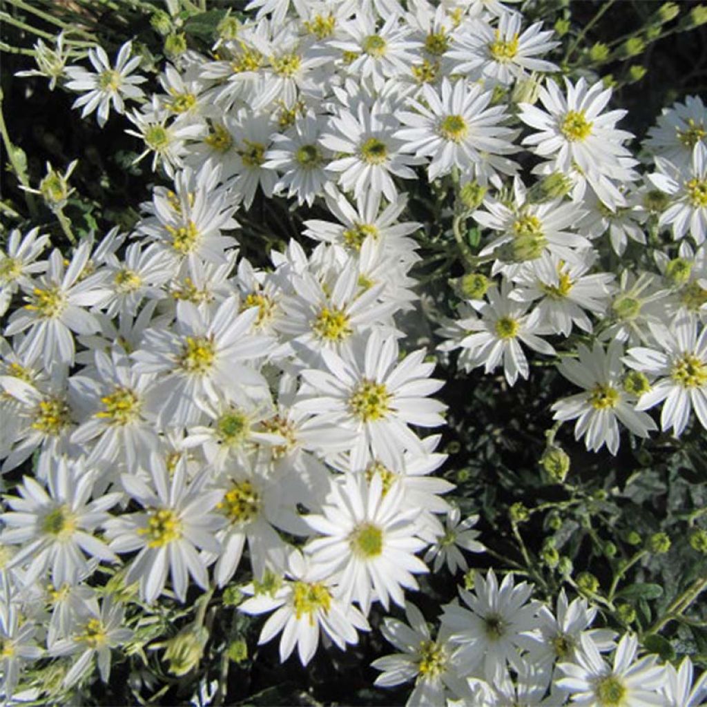 Olearia scilloniensis - Oléaria des îles Scilly