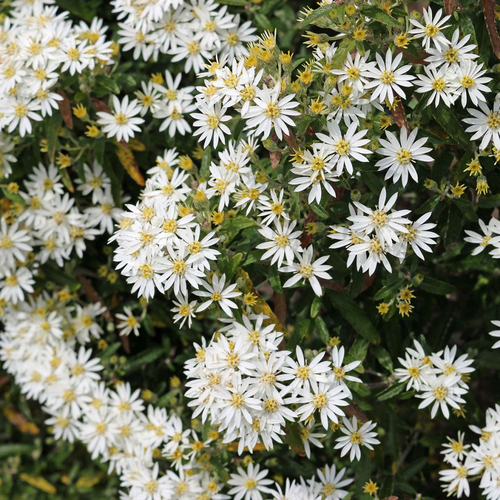 Olearia scilloniensis Compacta - Baumaster