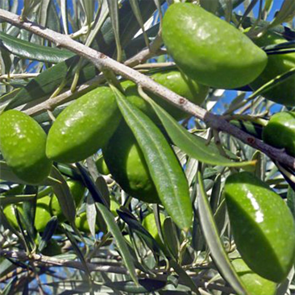 Ölbaum Lucques - Olea europaea