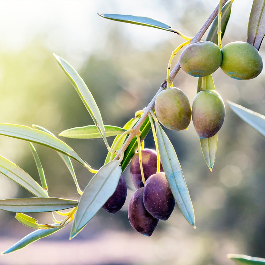 Ölbaum Negrette - Olea europaea