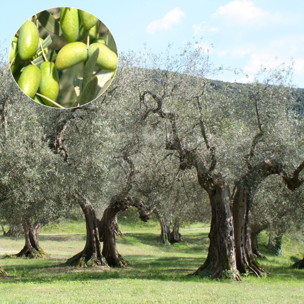 Ölbaum Picholine - Olea europaea