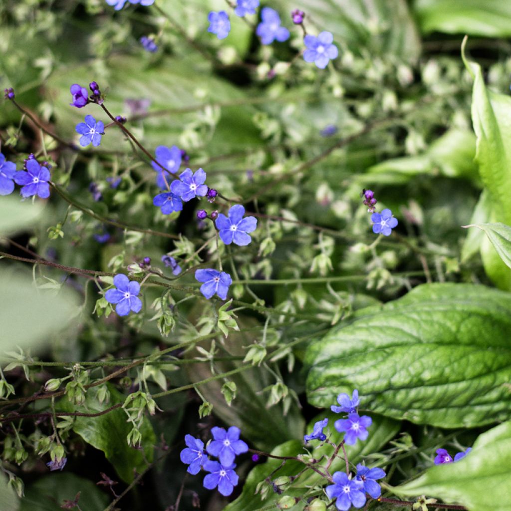 Omphalodes cappadocica Cherry Ingram - Kaukasus-Gedenkemein