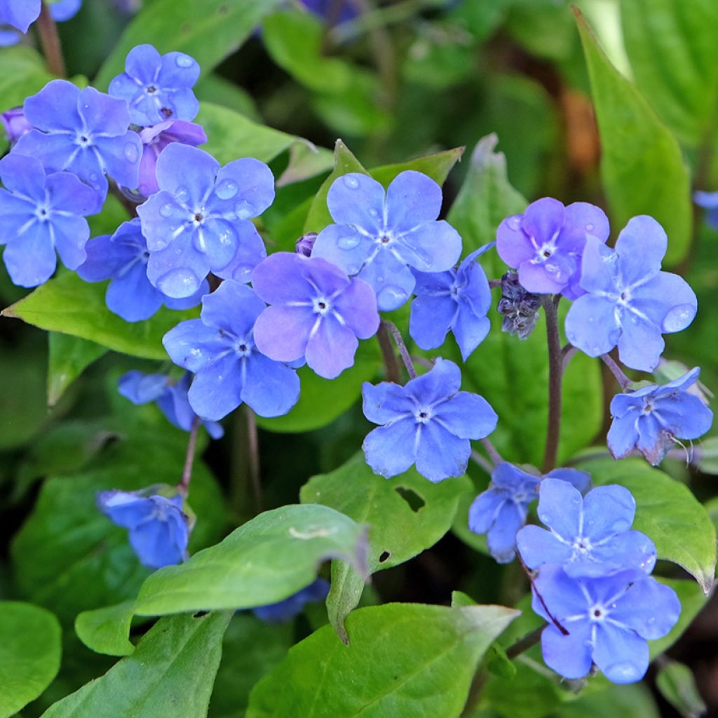 Omphalodes cappadocica Cherry Ingram - Kaukasus-Gedenkemein