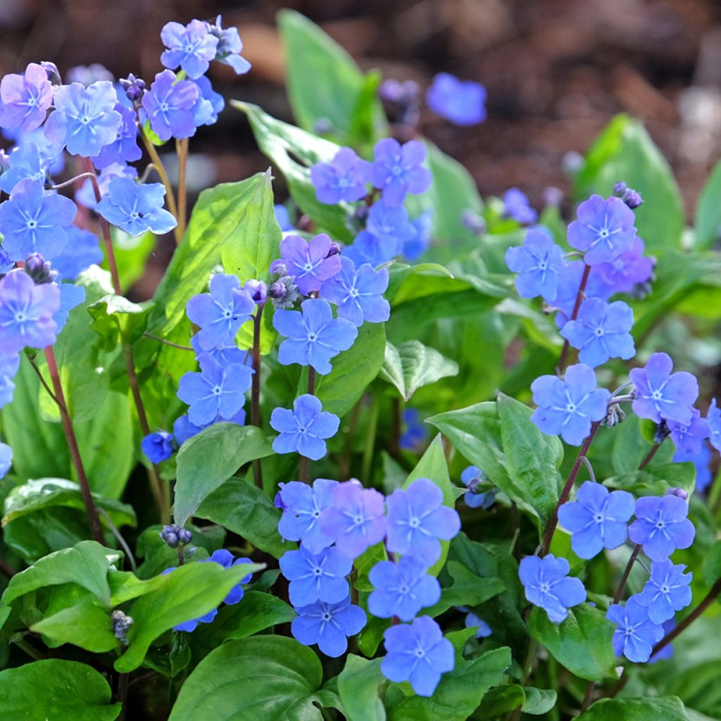 Omphalodes cappadocica Cherry Ingram - Kaukasus-Gedenkemein