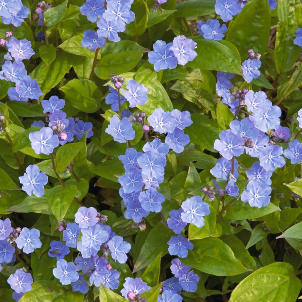 Omphalodes cappadocica - Kaukasus-Gedenkemein