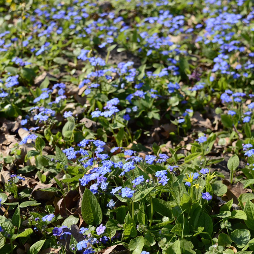 Omphalodes cappadocica - Kaukasus-Gedenkemein