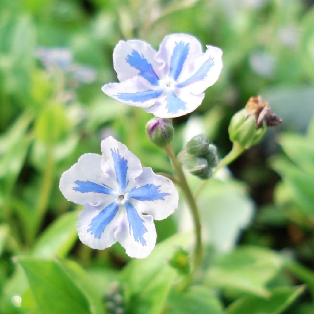 Omphalodes Cappadocica Starry Eyes