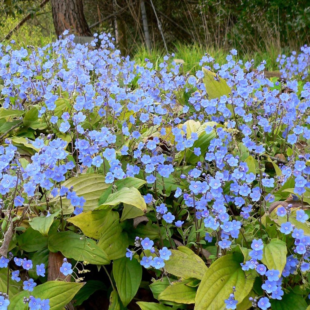 Omphalodes cappadocica - Kaukasus-Gedenkemein