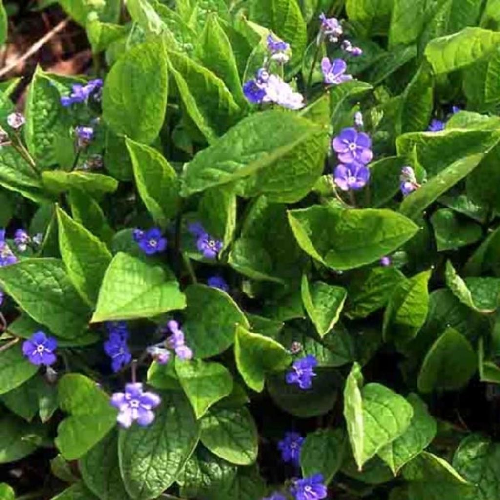 Omphalodes verna - Frühlings-Gedenkemein