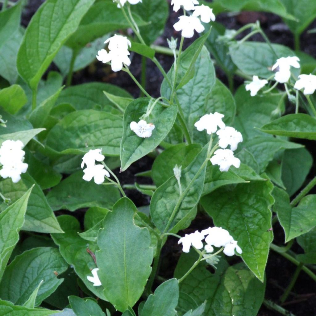 Omphalodes verna Alba - Petite bourrache blanche