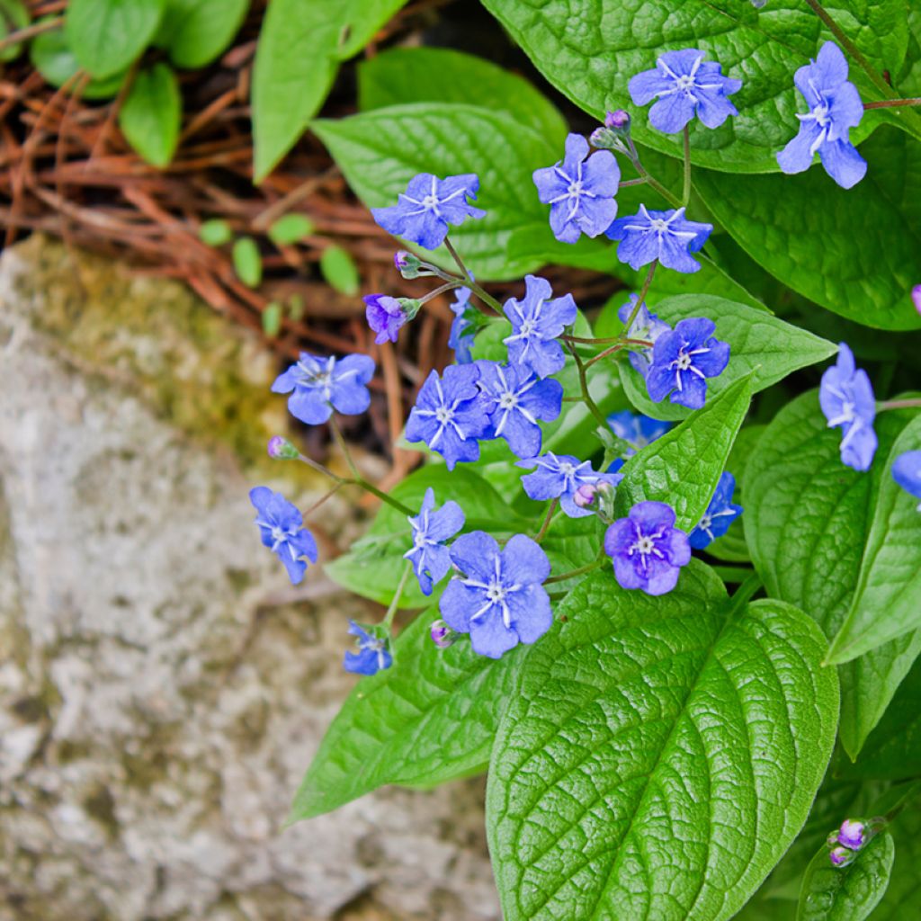 Omphalodes verna - Frühlings-Gedenkemein