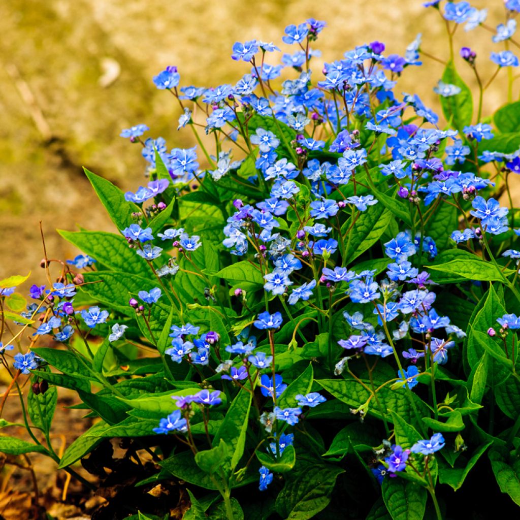 Omphalodes verna - Frühlings-Gedenkemein