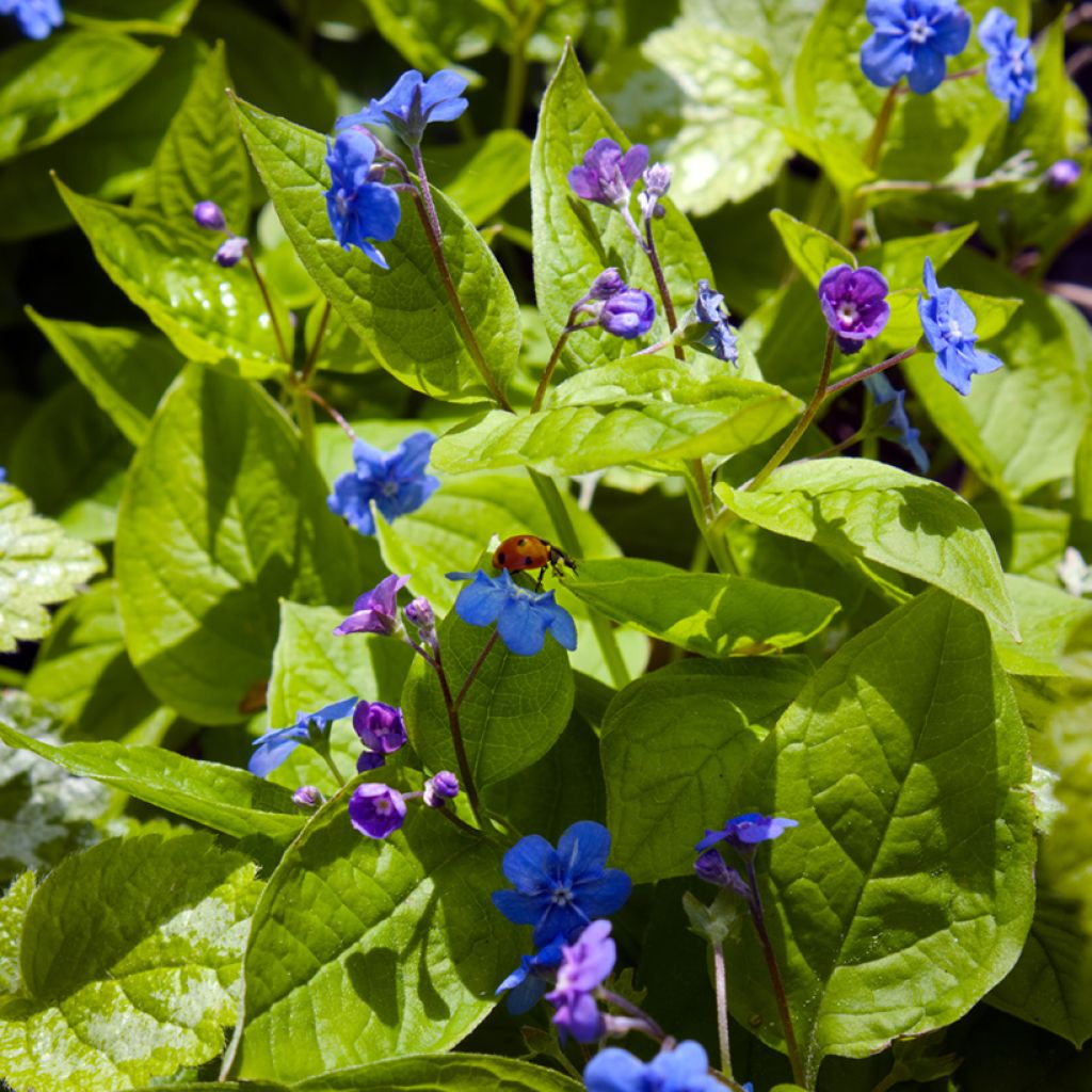 Omphalodes verna - Frühlings-Gedenkemein