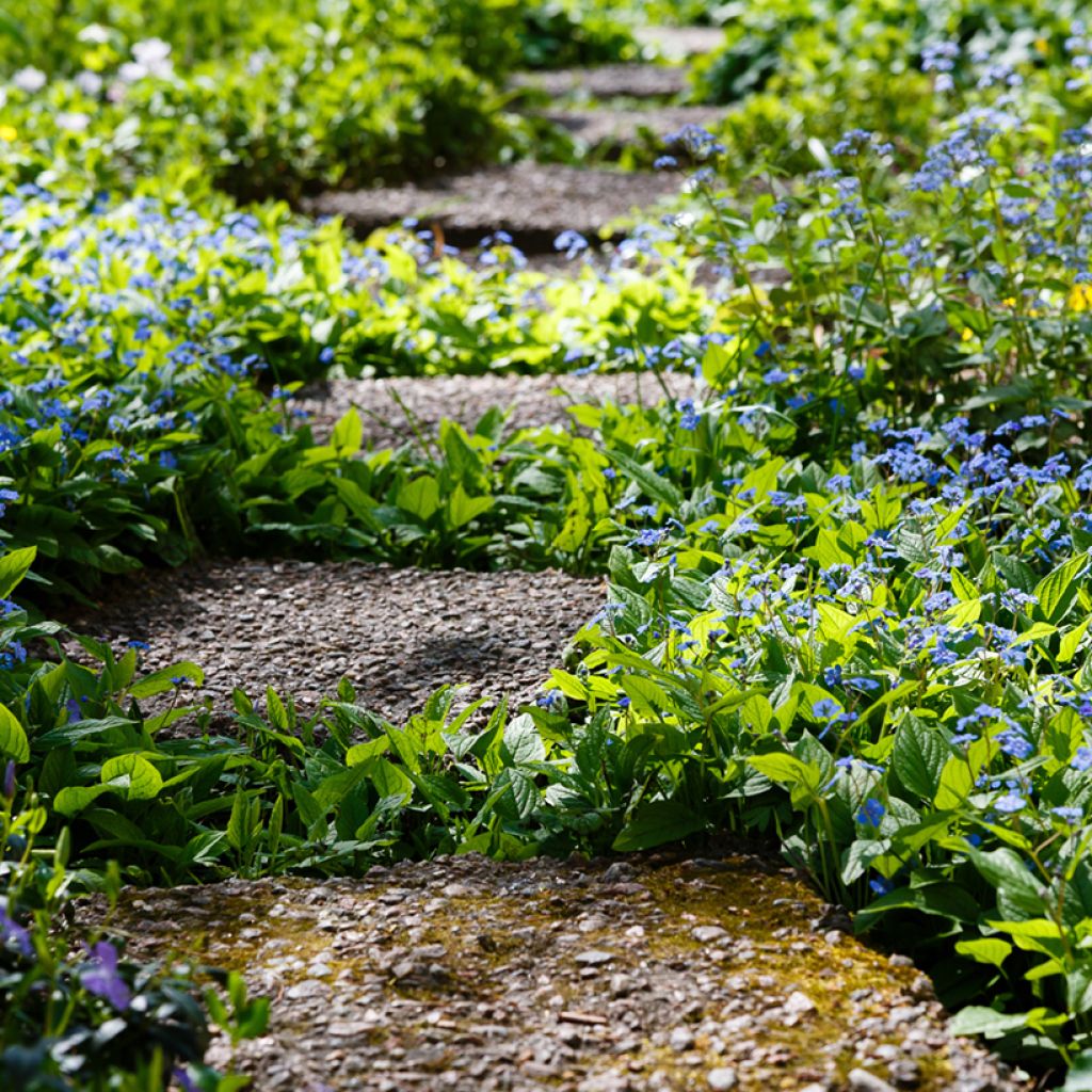 Omphalodes verna - Frühlings-Gedenkemein