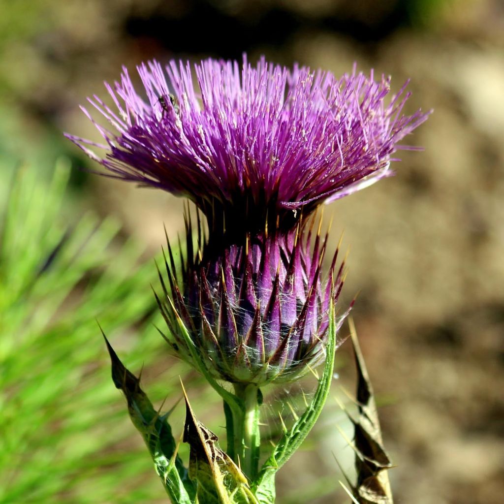 Onopordum nervosum - Eselsdistel