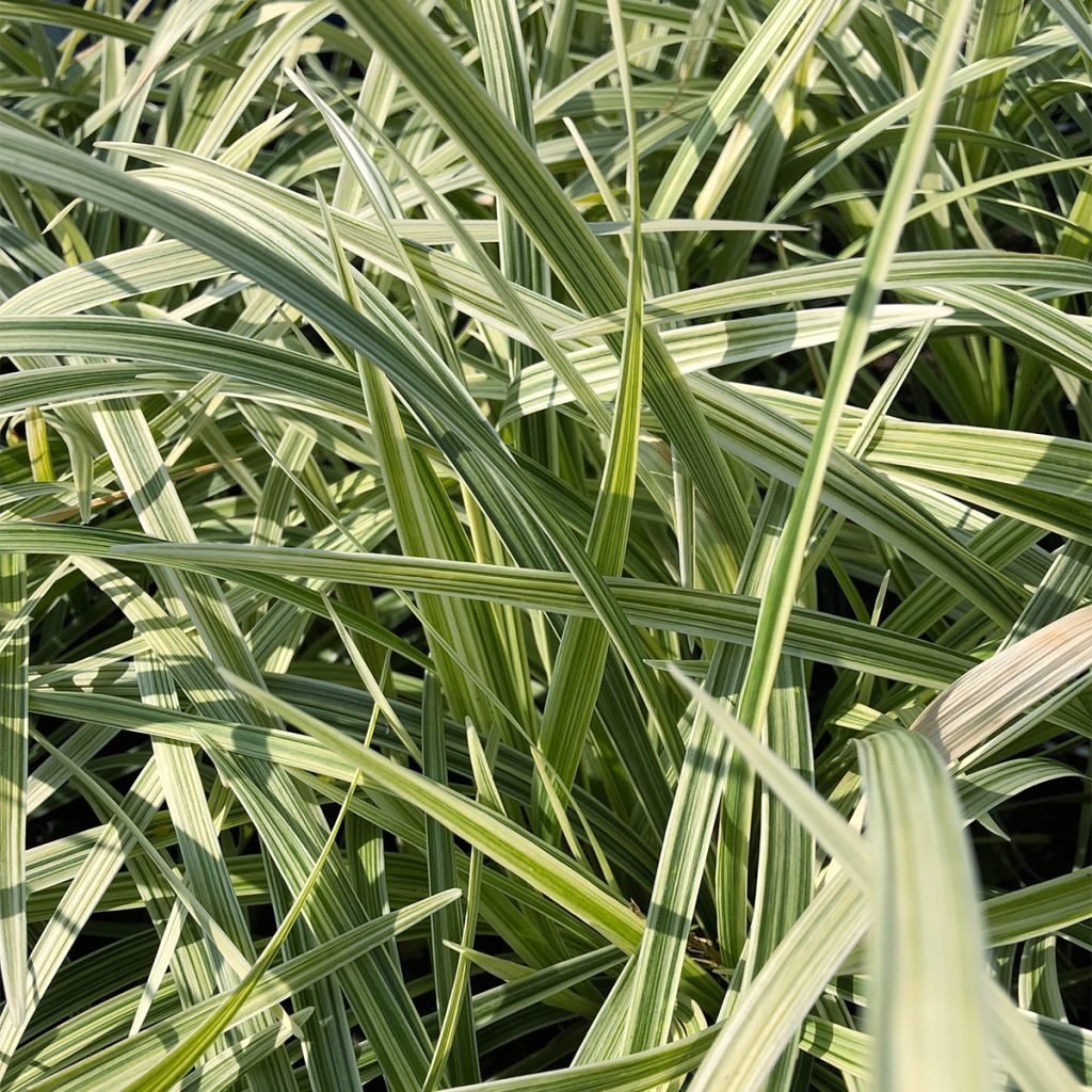 Ophiopogon jaburan Albo Variegata - Schlangenbart