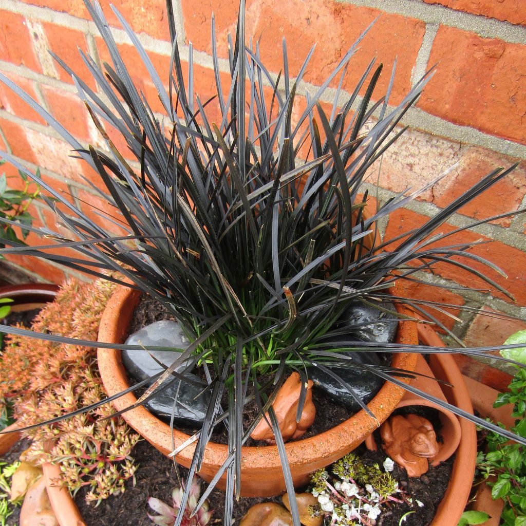 Ophiopogon planiscapus Hosoba Kokuryu - Schlangenbart