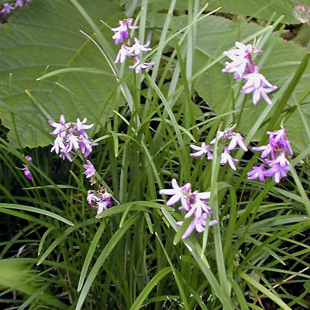 Ophiopogon chingii - Schlangenbart