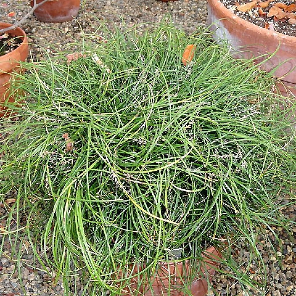 Ophiopogon chingii - Schlangenbart