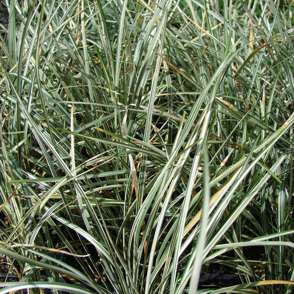 Ophiopogon japonicus Silver Mist - Schlangenbart