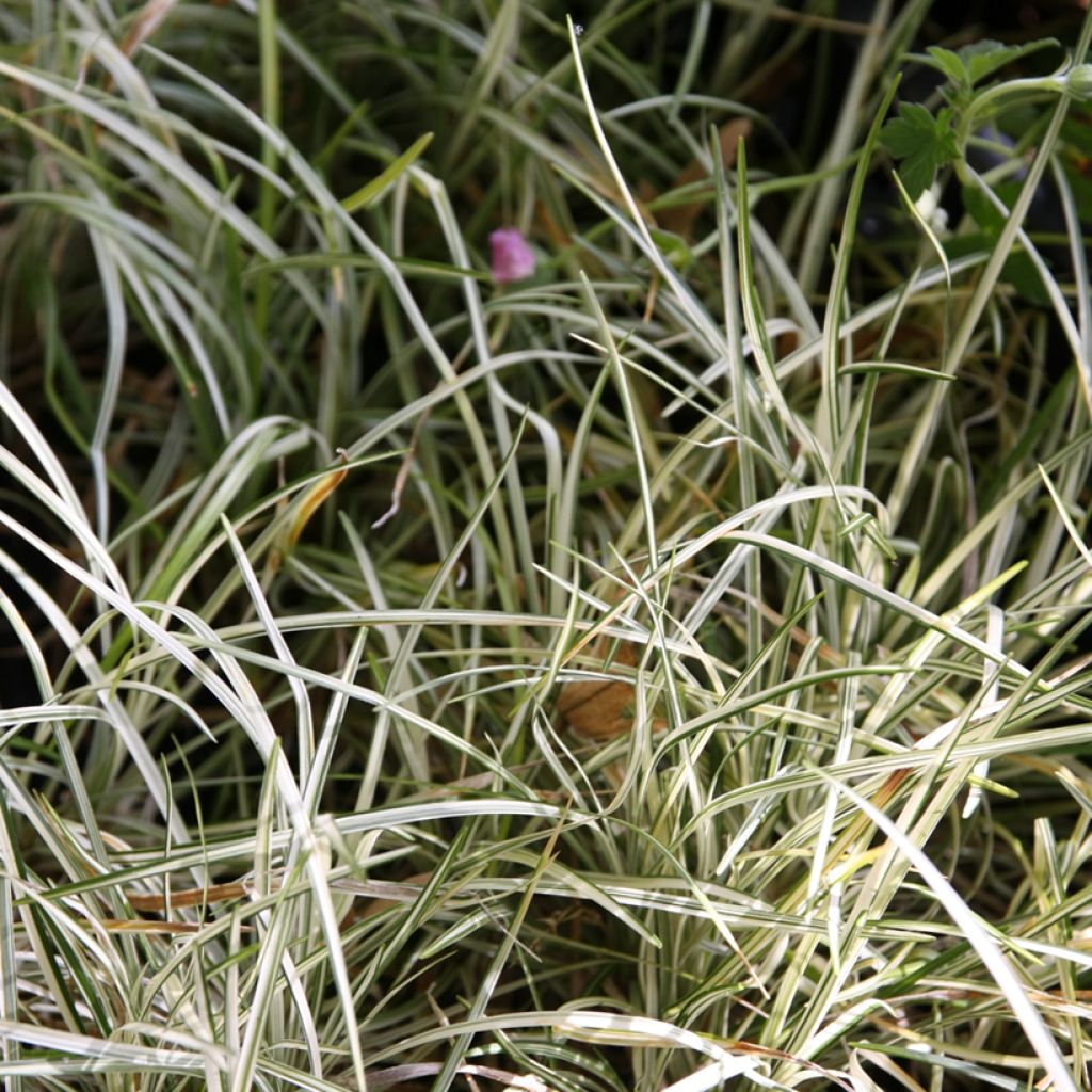 Ophiopogon japonicus Silver Mist - Schlangenbart