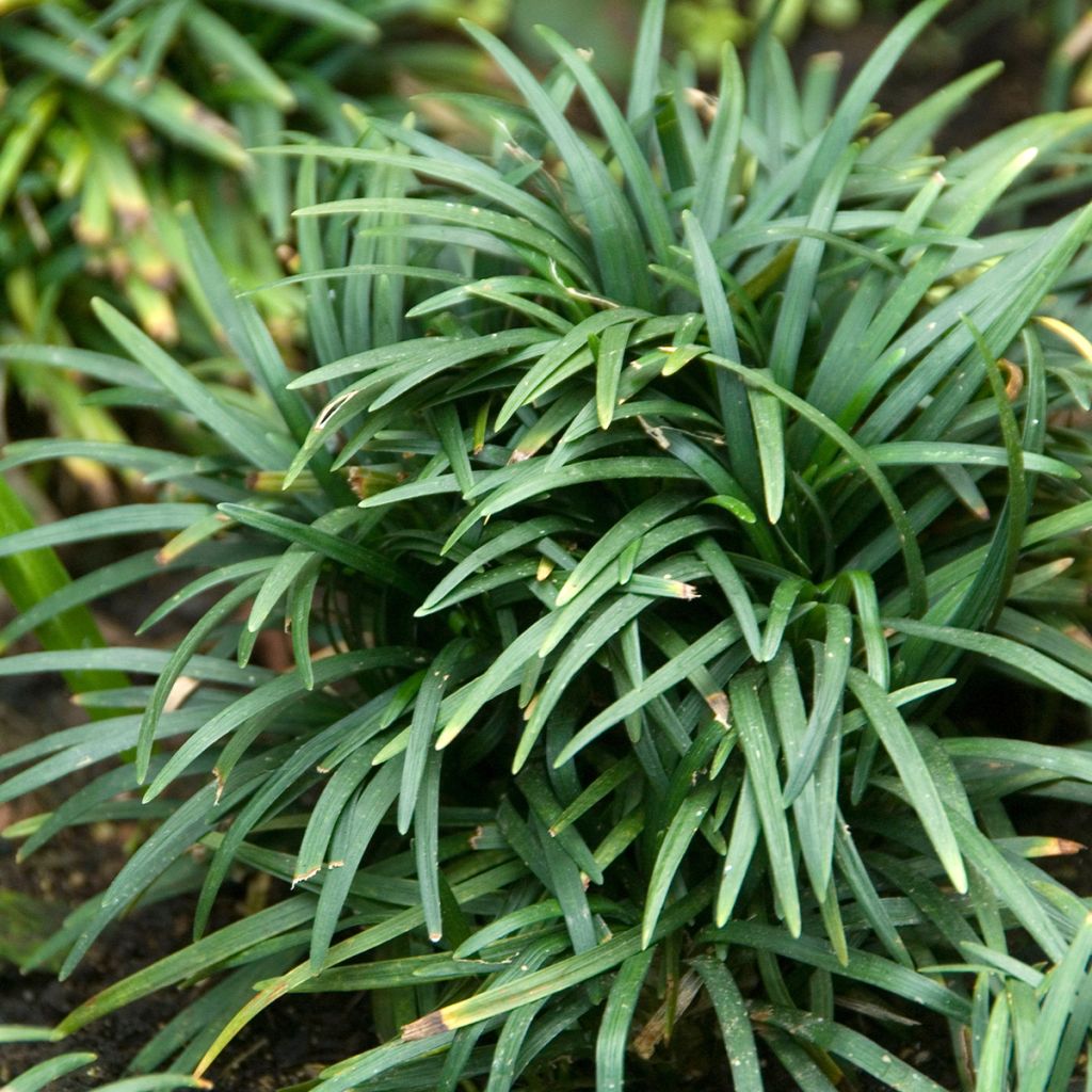 Ophiopogon japonicus Tama-ryu Number Two - Schlangenbart