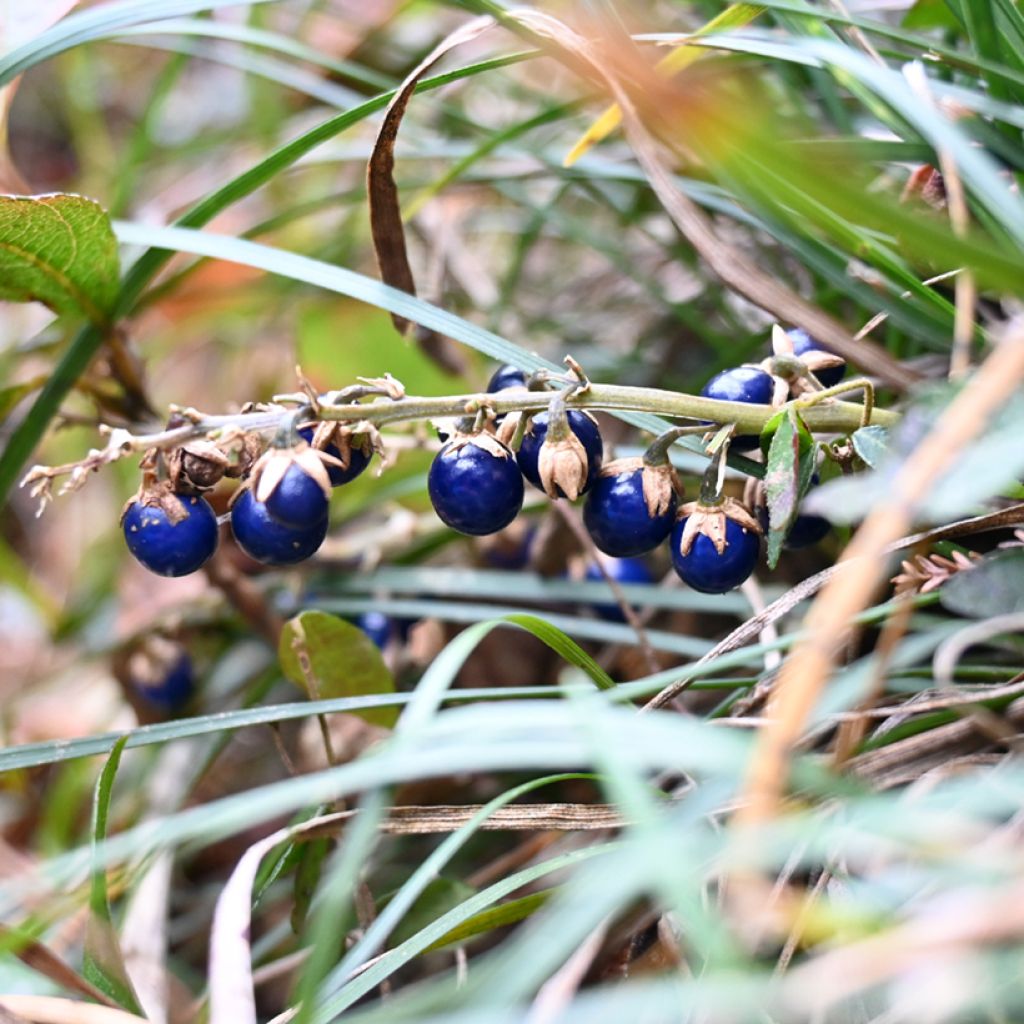 Ophiopogon japonicus - Schlangenbart