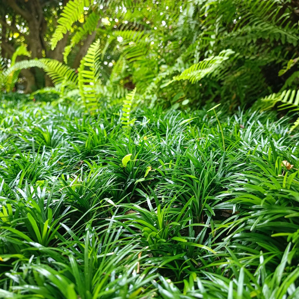 Ophiopogon japonicus - Schlangenbart