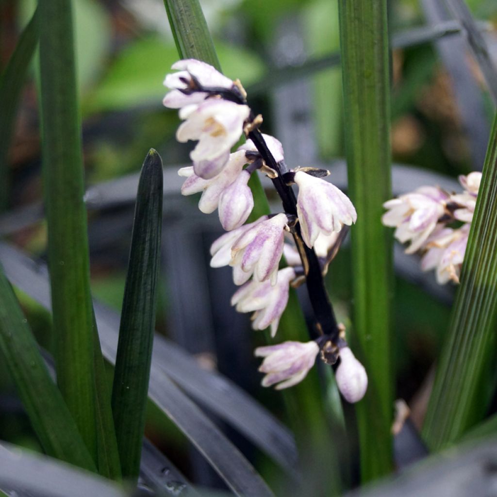 Ophiopogon planiscapus Nigrescens - Schlangenbart