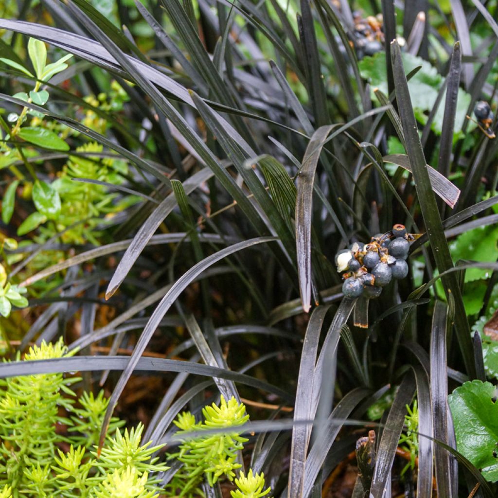 Ophiopogon planiscapus Nigrescens - Schlangenbart