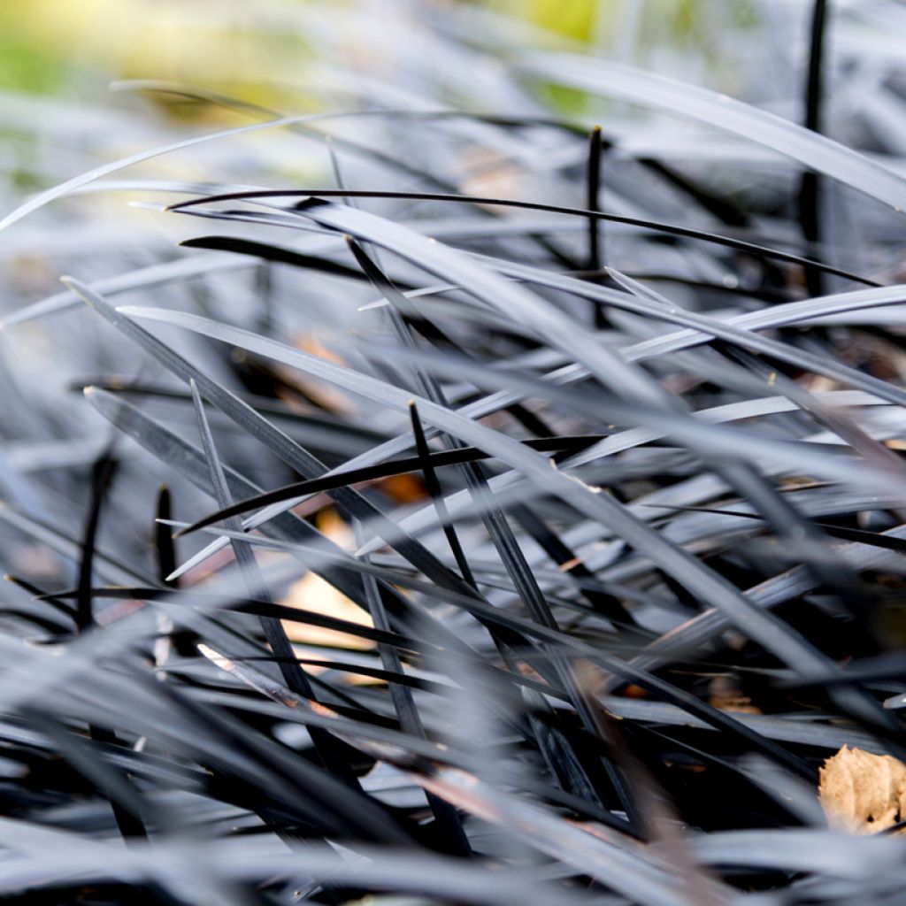 Ophiopogon planiscapus Nigrescens - Schlangenbart